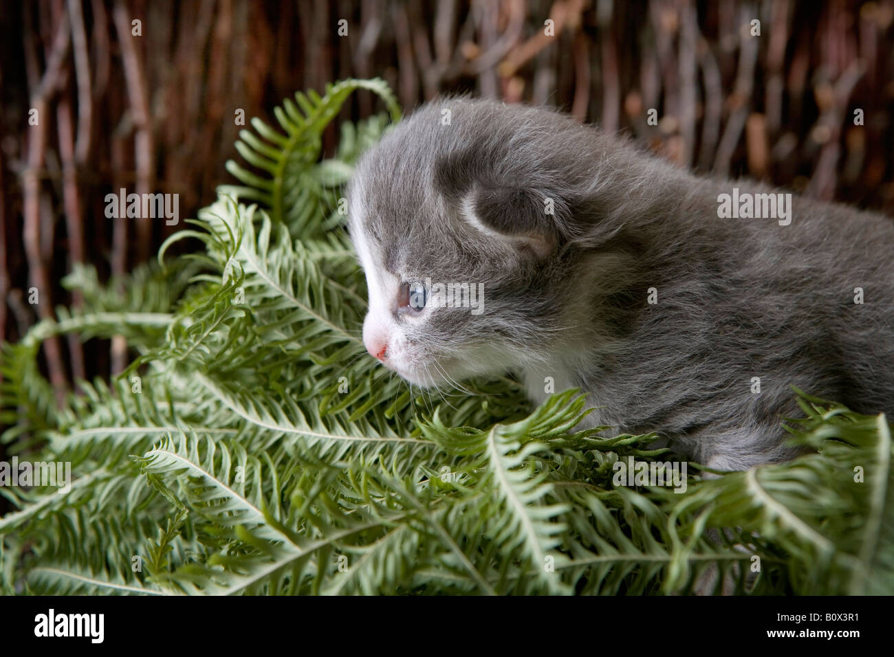 Eine Kätzchen schleichen durch ein Bündel von Pflanze Blätter Stockfoto