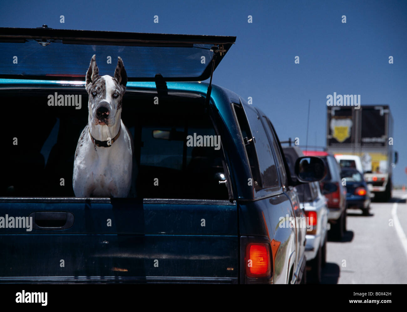 Eine Dogge, starrte aus dem Fenster eines LKW auf der Autobahn, Moab, Utah, USA Stockfoto