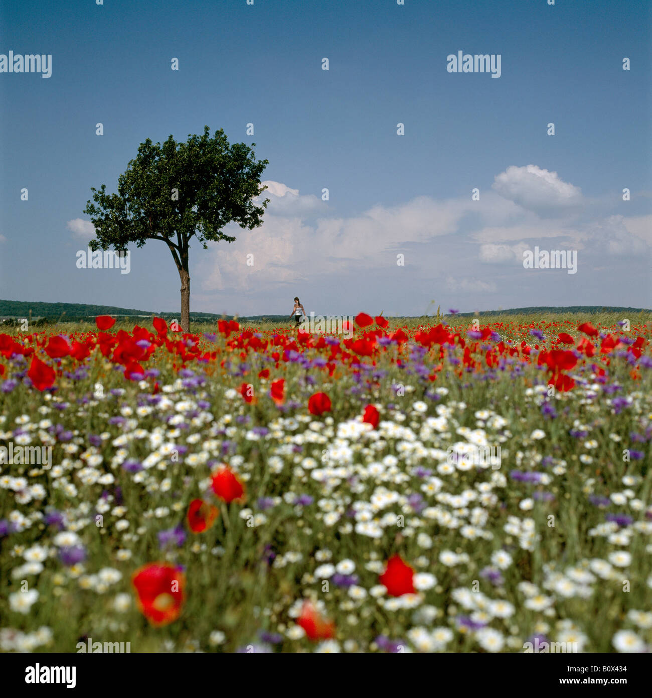Eine entfernte Person steht ein Feld von Wildblumen Stockfoto