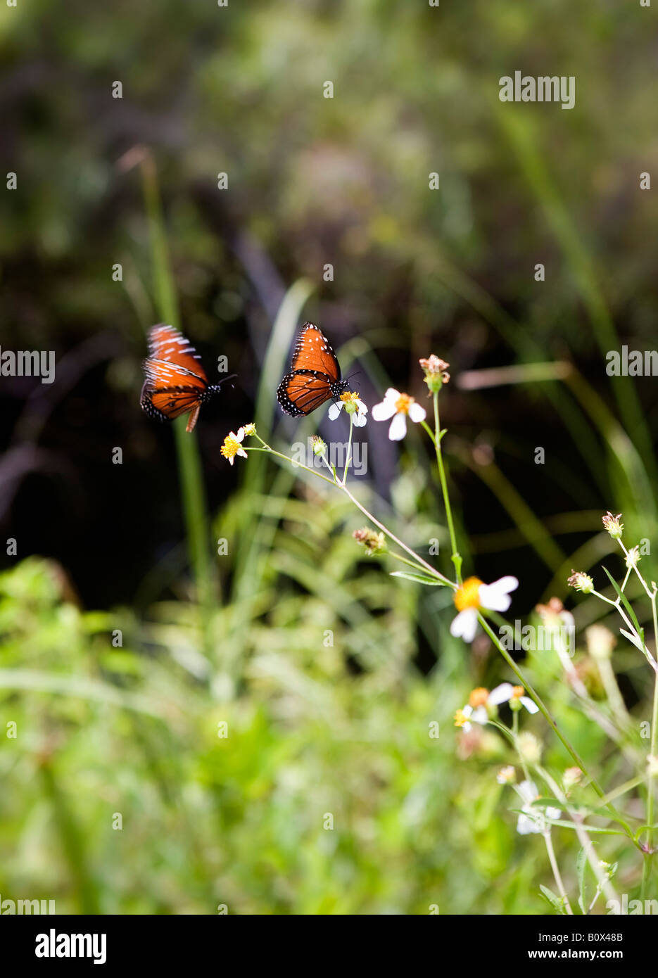 Zwei Schmetterlinge hocken auf einer Blume Stockfoto