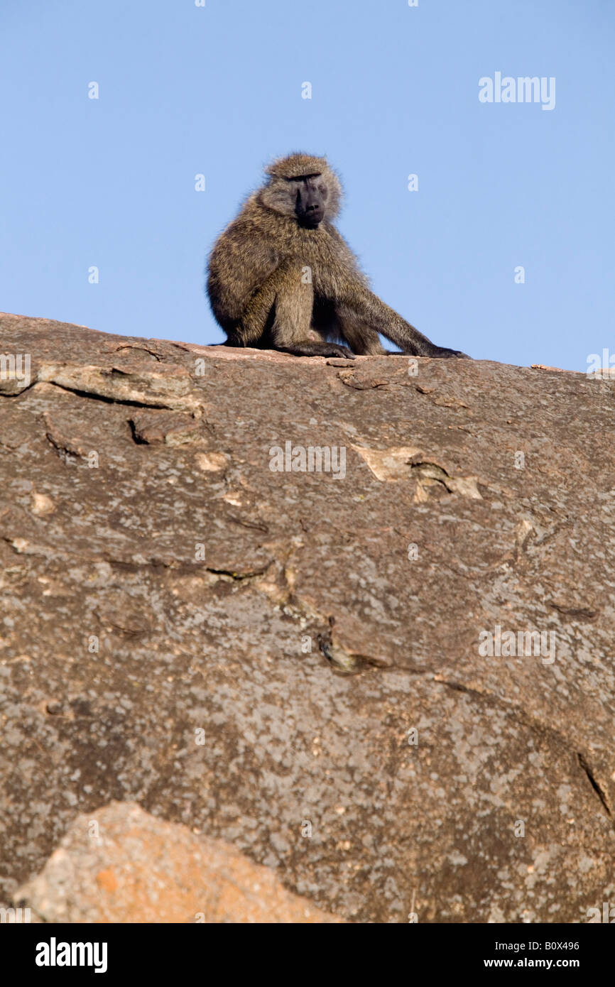 Ein Affe sitzt auf einem Felsen Stockfoto