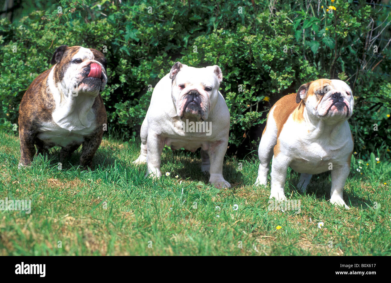 Englische Bulldogge (Canis Lupus Familiaris). Drei Erwachsene Hunde stehen auf dem Rasen Stockfoto