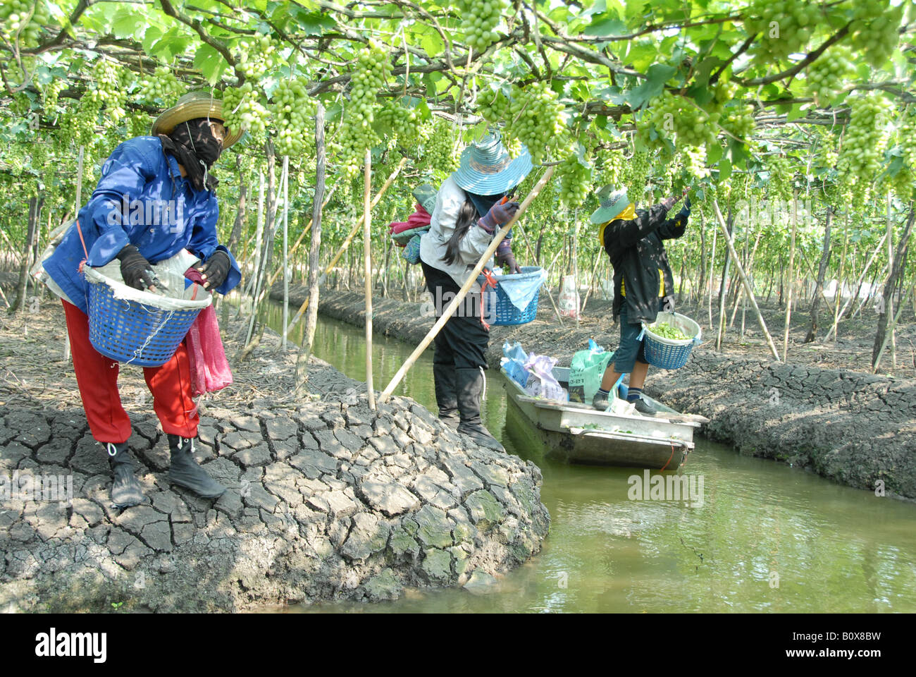 Weinlese in einem der vielen Kanal Weinberge in Samut Sakhon, thailand Stockfoto Weinlese in einem der vielen Kanal Weinberge in Samut Sakhon, thailand Stockfoto