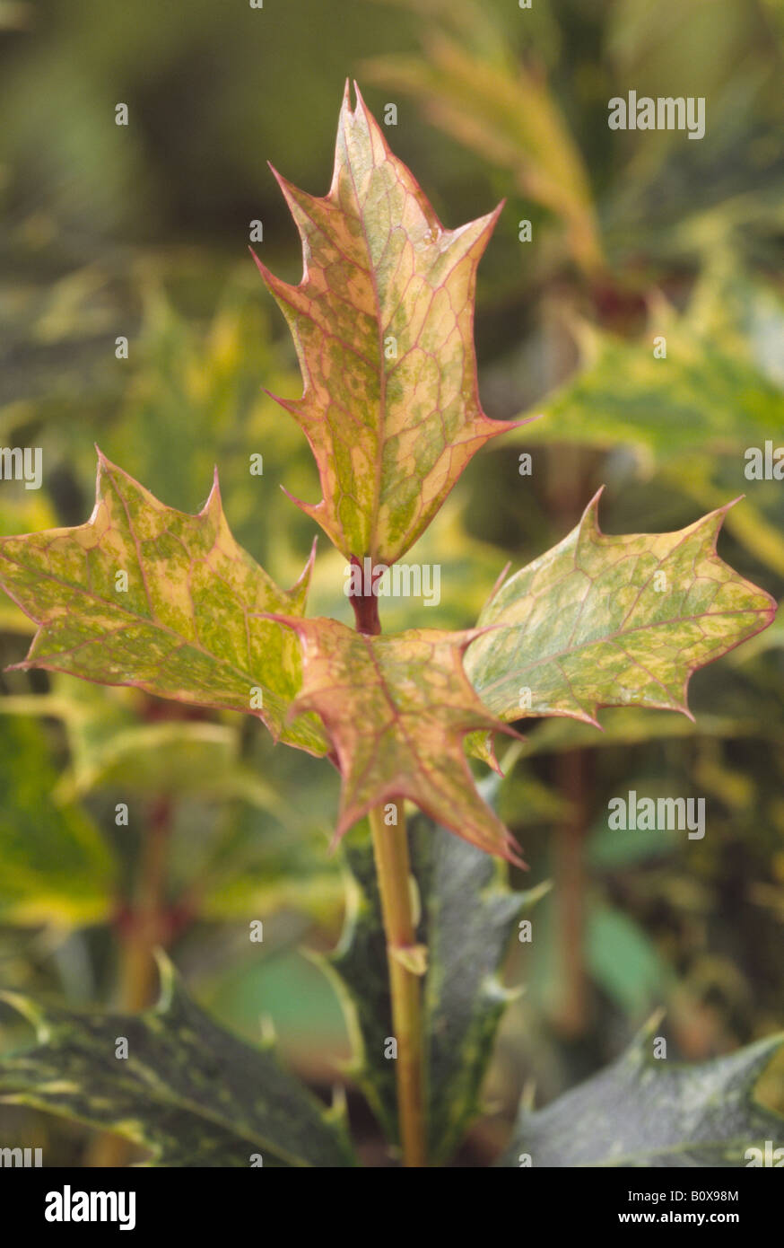 Osmanthus Heterophyllus 'Goshiki' auch Tricolor genannt. Der neue Shooting hautnah. Stockfoto