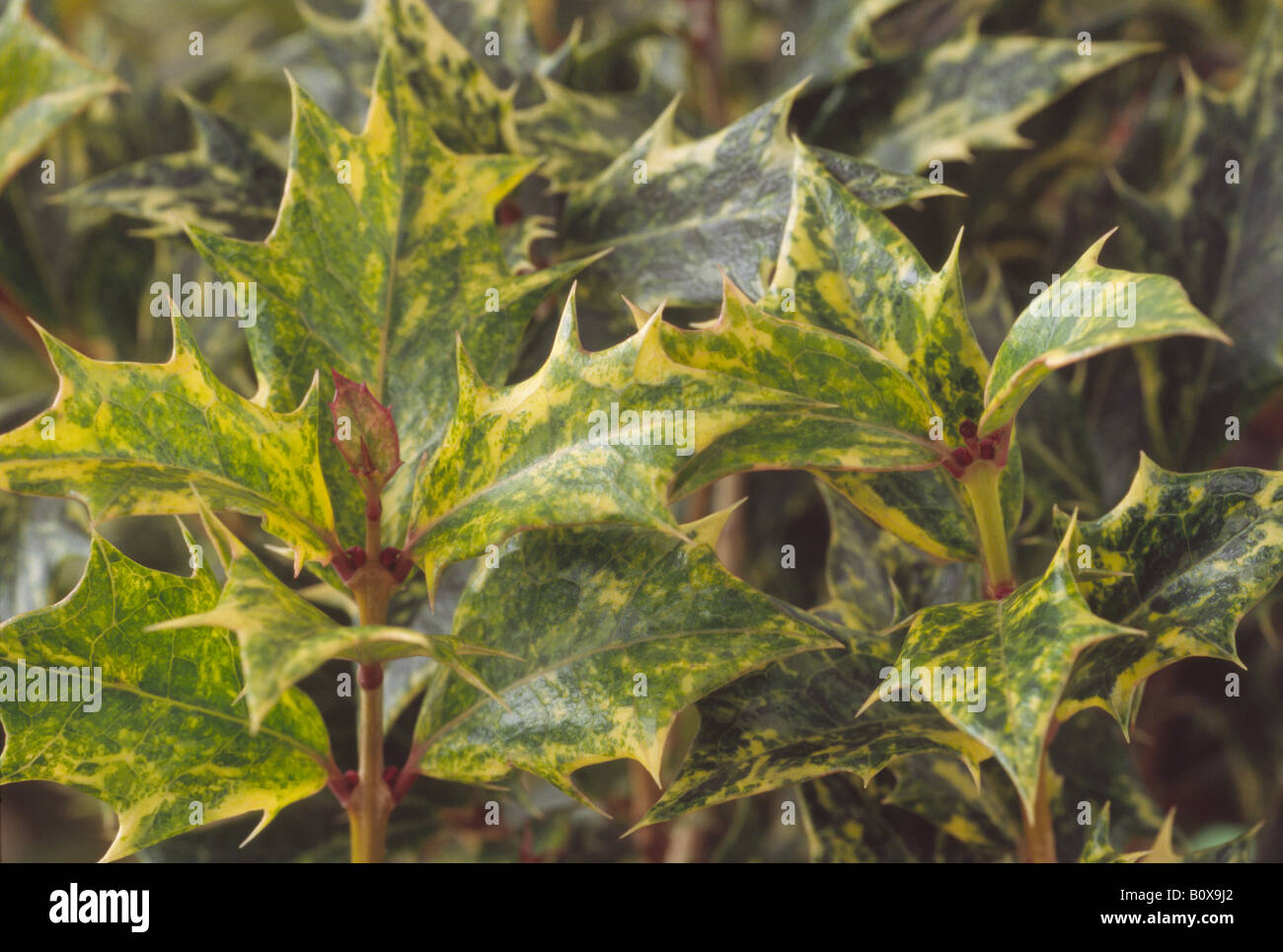 Osmanthus Heterophyllus 'Goshiki' auch Tricolor genannt. Stockfoto