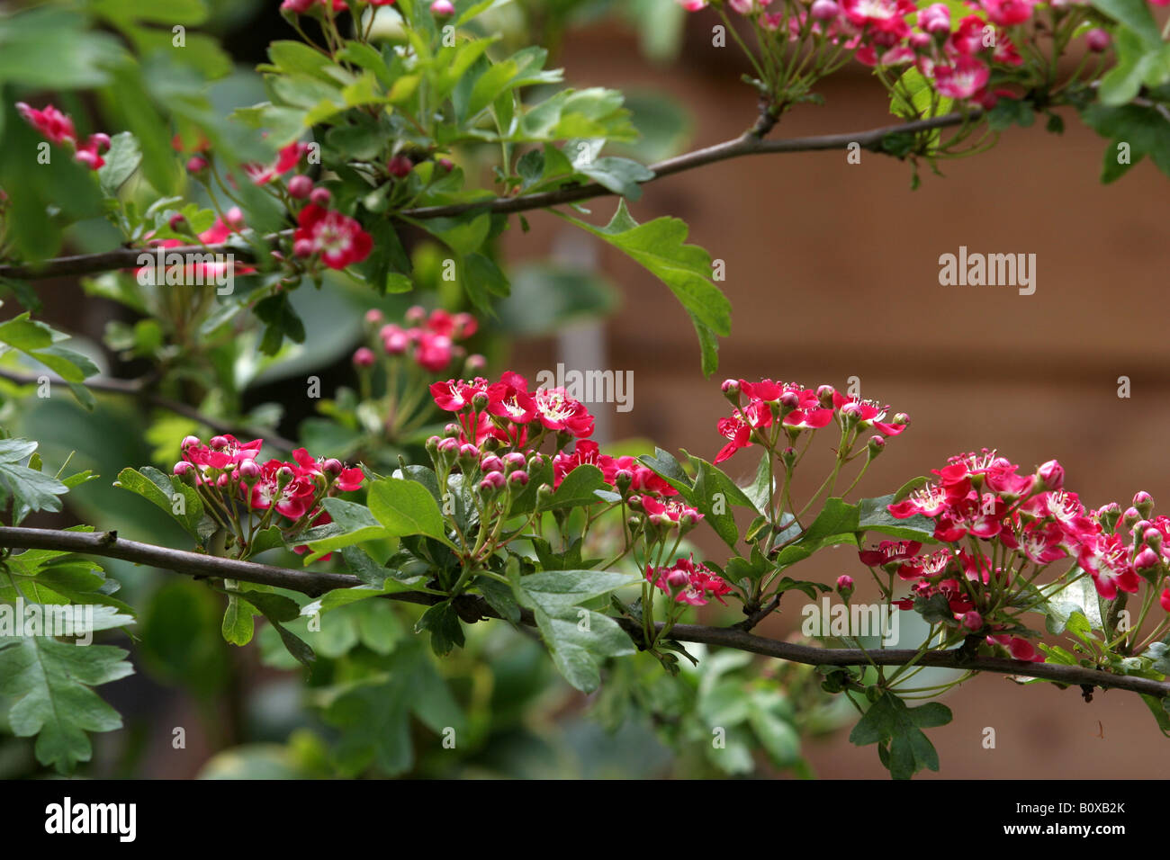 Weißdorn, Crataegus, purpurnen Wolke Stockfoto