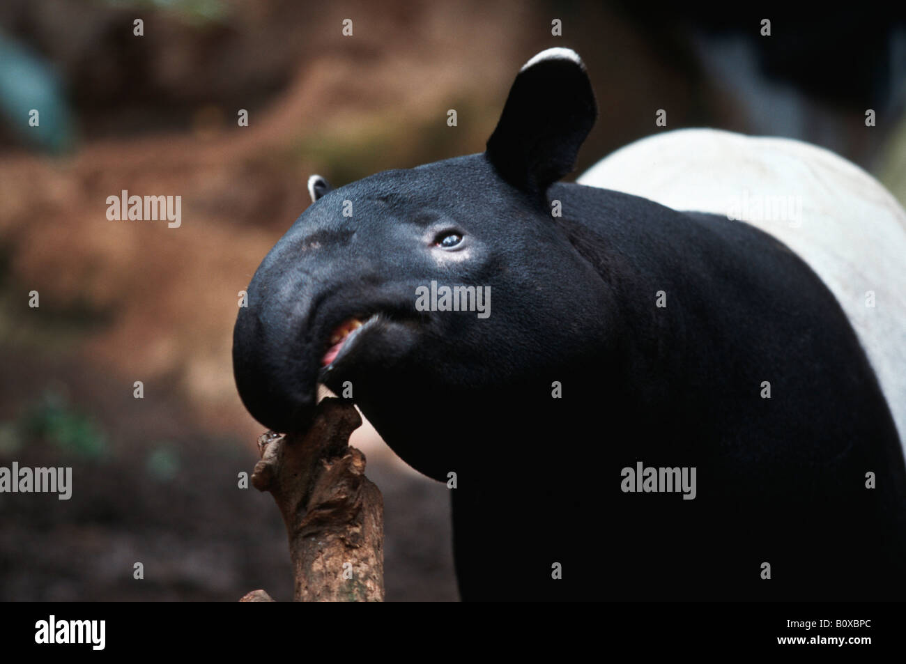 Asiatischer Tapir, Schabrackentapir (Tapirus Indicus), portrait Stockfoto