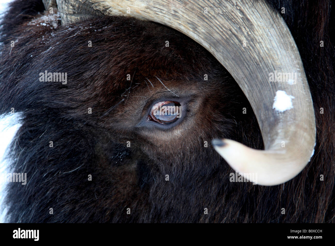 Moschusochsen (Ovibos Moschatus), im winter Stockfoto