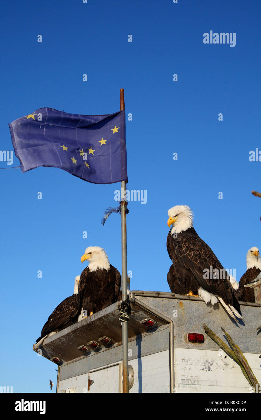 Weißkopfseeadler (Haliaeetus Leucocephalus), mit Flagge von Alaska, USA, Alaska Stockfoto