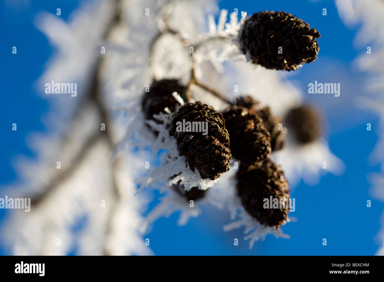 Schwarz-Erle, Schwarzerle, Raureif auf Konen in Winter, Deutschland, Sachsen, Vogtlaendische Sch, Europäische Erle (Alnus Glutinosa) Stockfoto