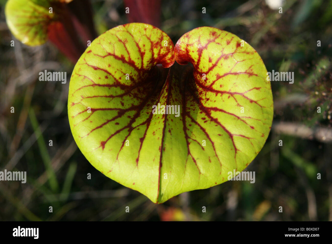 Fleischfressende Pflanze gelb oder Trompete Kannenpflanzen Sarracenia Flava Vielzahl Rubricorpora, Florida USA Stockfoto