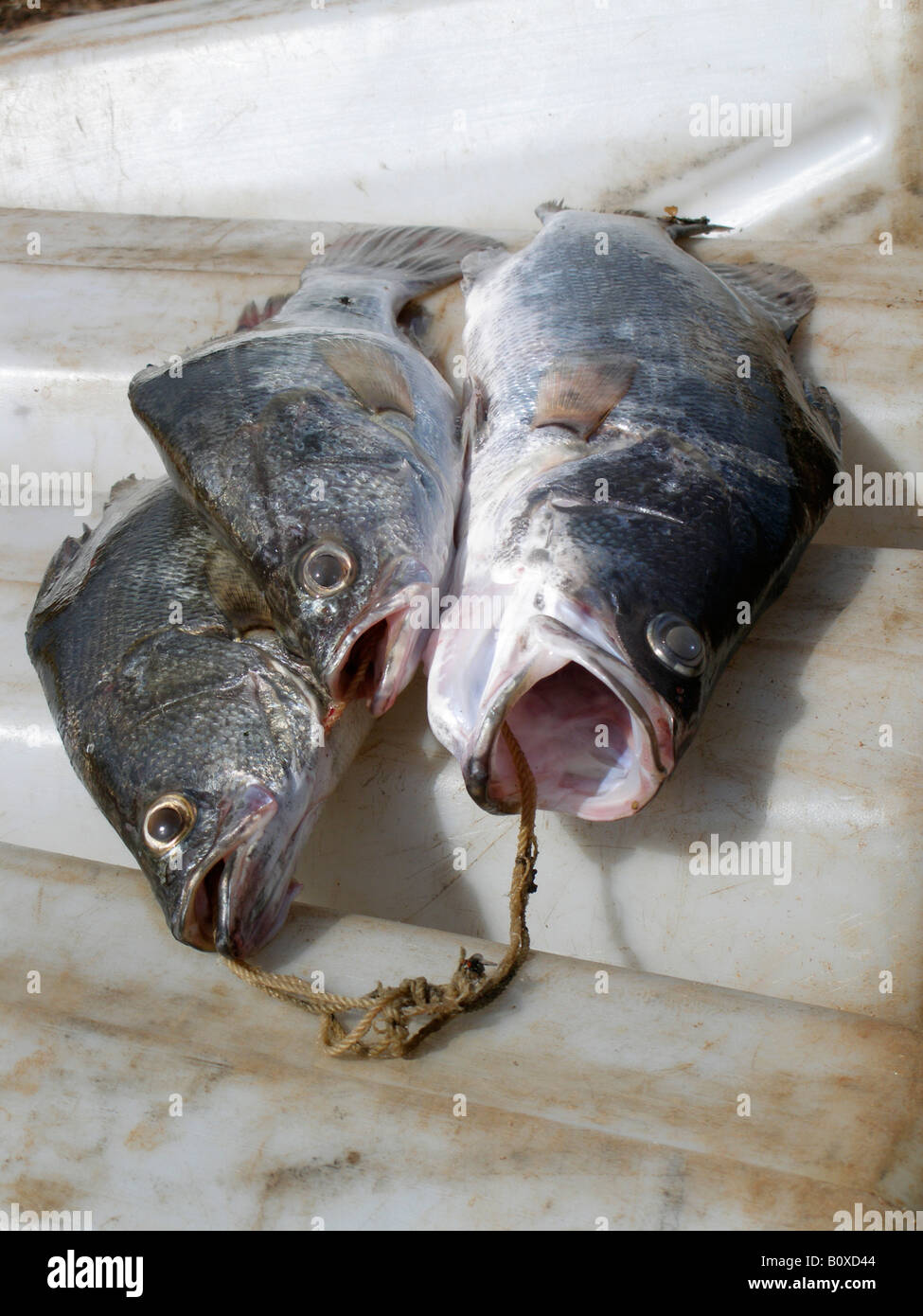 Fangfrischen Fisch Tilapia aus dem Viktoriasee, Uganda Stockfoto