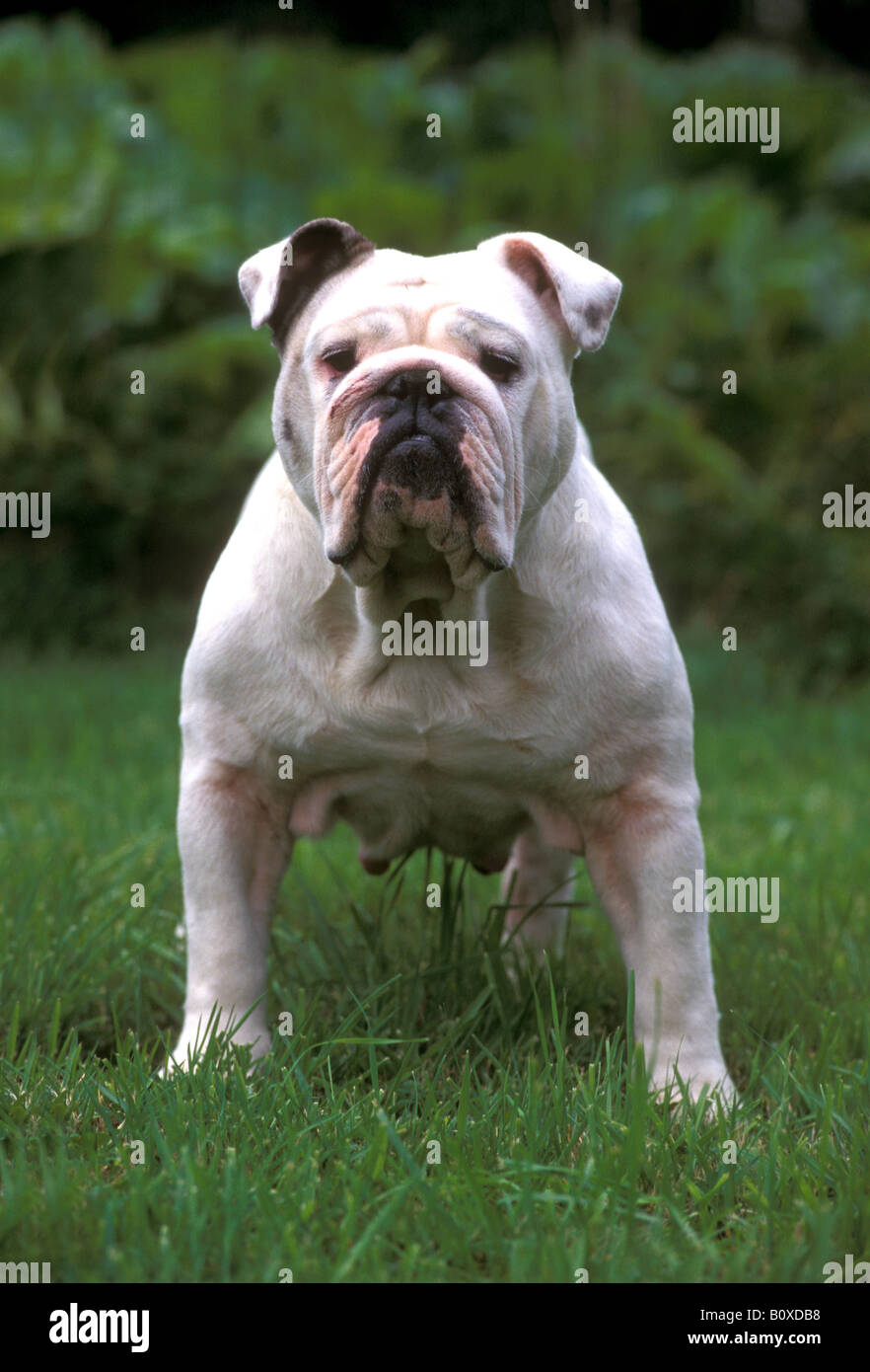 Englische Bulldogge (Canis Lupus Familiaris) Erwachsenen Hund stehend auf dem Rasen Stockfoto