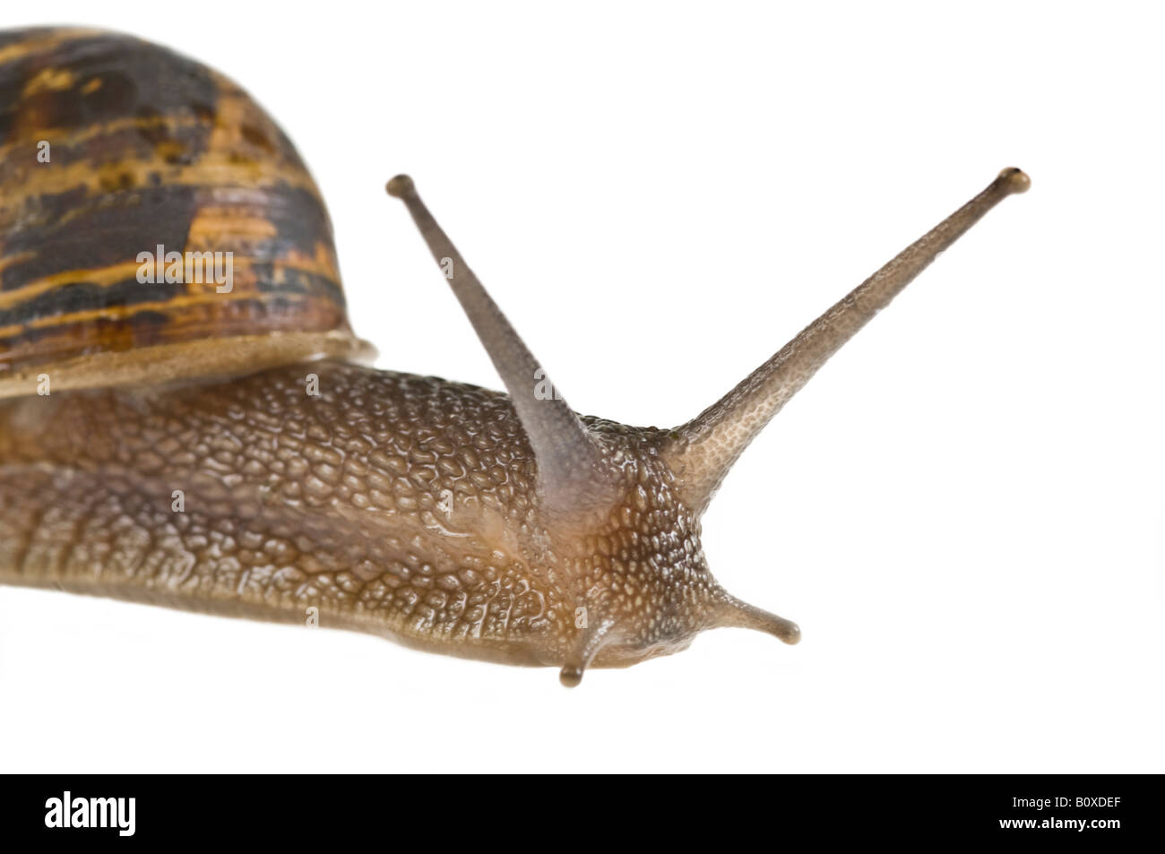 Eine gemeinsame Garten-Schnecke (Helix Aspersa) rein weißem Hintergrund. Stockfoto