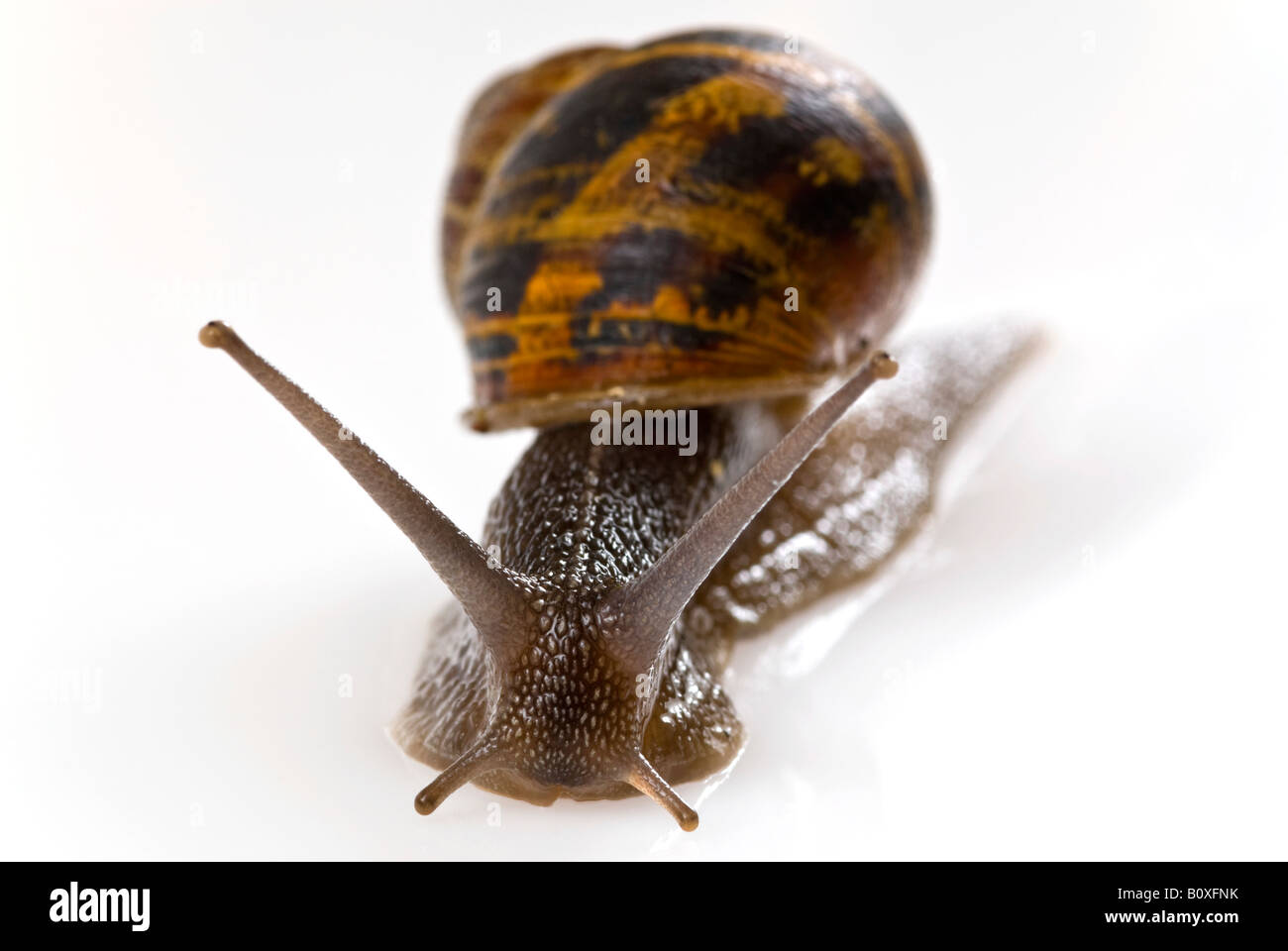 Horizontale Makro Vorderansicht einer gemeinsamen Garten Schnecke [Helix Aspersa] auf einem reinen weißen Hintergrund Stockfoto