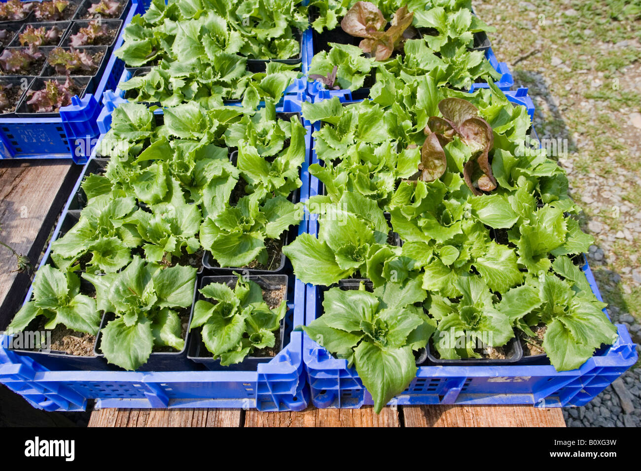 Jungen grünen Salat Pflanzen in Schalen Zentrum für Alternative Technologie Machynlleth Wales UK Stockfoto