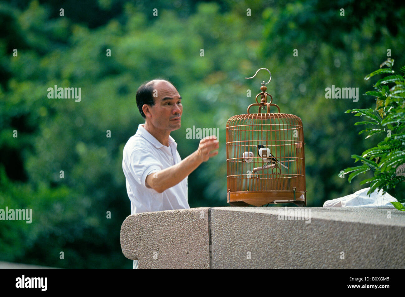 In einem lokalen Park auf Kowloon nimmt ein Mann seine Songbird für einen Spaziergang Stockfoto