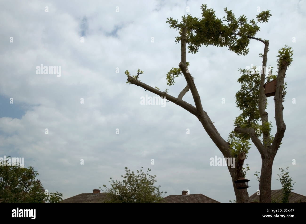 Nest-Box und Samen Vogelhäuschen hängen eine beschnittene Apfelbaum, Collier-Reihe, Romford, Essex, England, UK, Europa, EU Stockfoto