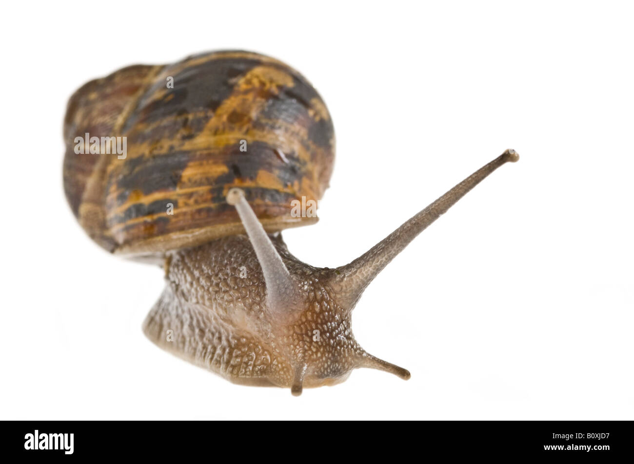 Eine gemeinsame Garten-Schnecke (Helix Aspersa) rein weißem Hintergrund. Stockfoto