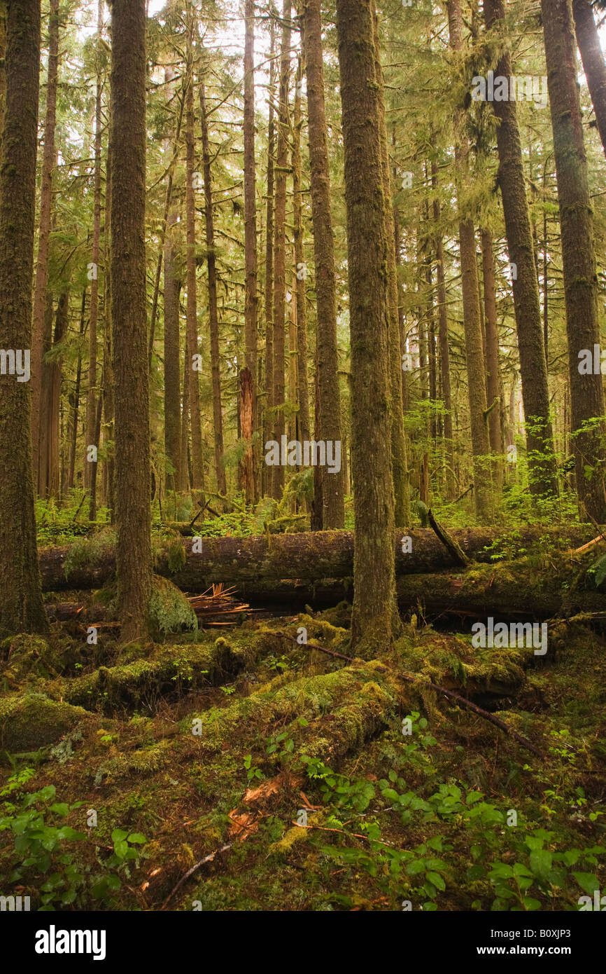 Sitka Fichte Picea Sitchensis in Old Growth Forest Quinault Olympic Nationalpark Washington Vereinigte Staaten Stockfoto