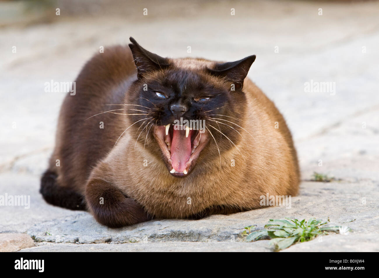 Siamkatze, Gähnen, Porträt Stockfoto