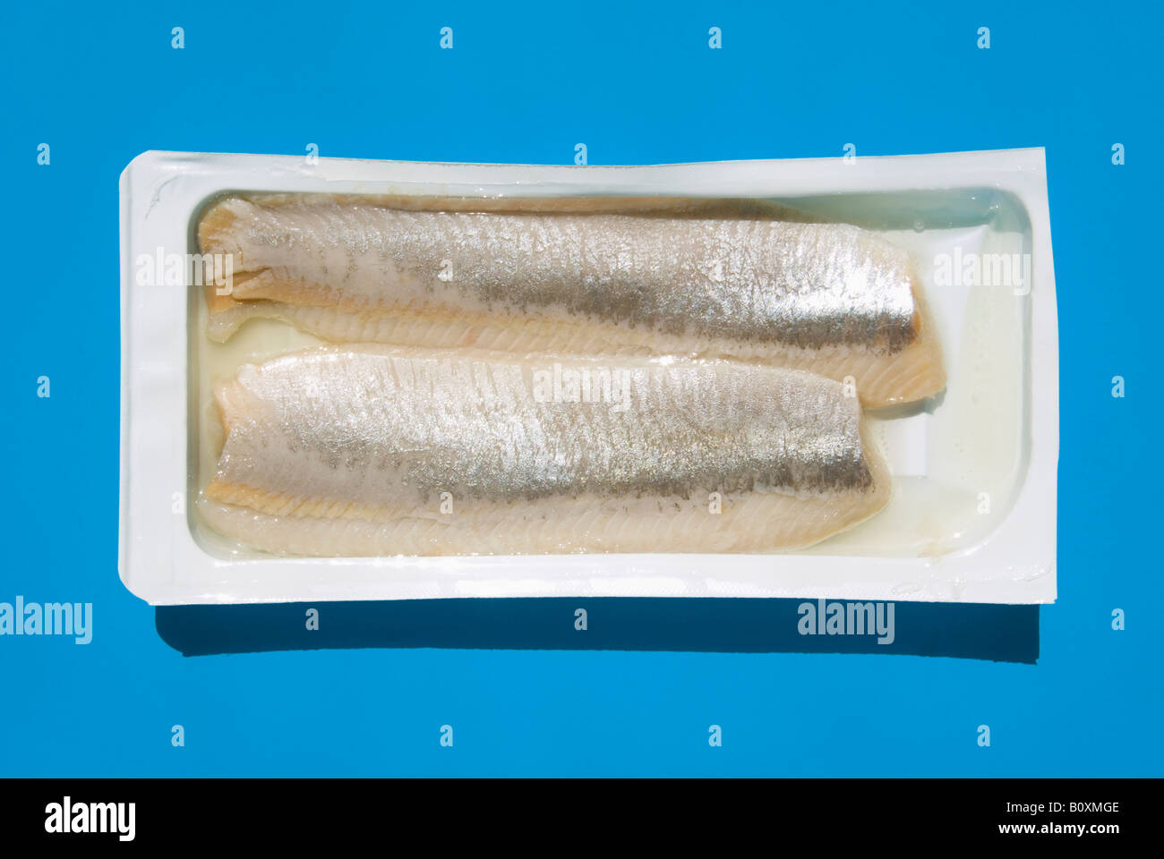 Verpackte Matjes Heringe Stockfoto