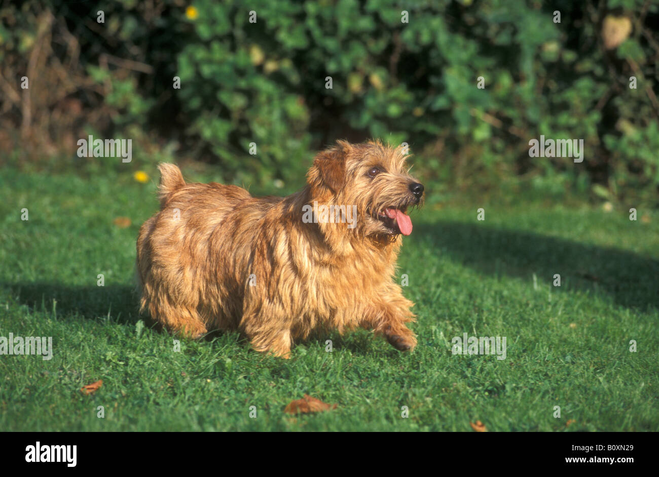 Norfolk Terrier (Canis Lupus Familiaris) auf einer Wiese im Garten Stockfoto