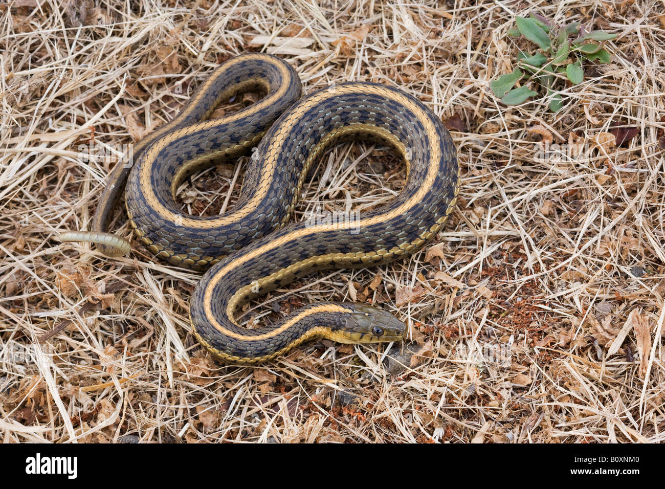 Pacific Coast Aquatic Garter Snake Thamnophis Atratus olor Stockfoto