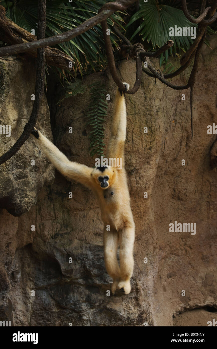 Eine weiße übergab Gibbon-Affen Pausen während hängen von einer Rebe in der Kongo-Dschungel-Ausstellung im Bronx Zoo Stockfoto