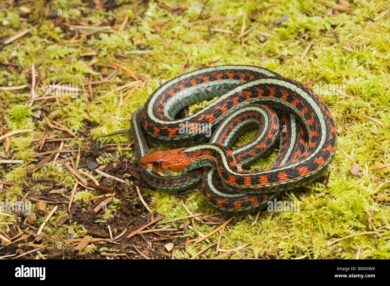 Kalifornien Rot beidseitig Garter Snake Thamnophis sirtalis infernalis Kalifornien der Vereinigten Staaten von Amerika. Manchmal als Thamnophis sirtalis tetrataenia bekannt. Stockfoto