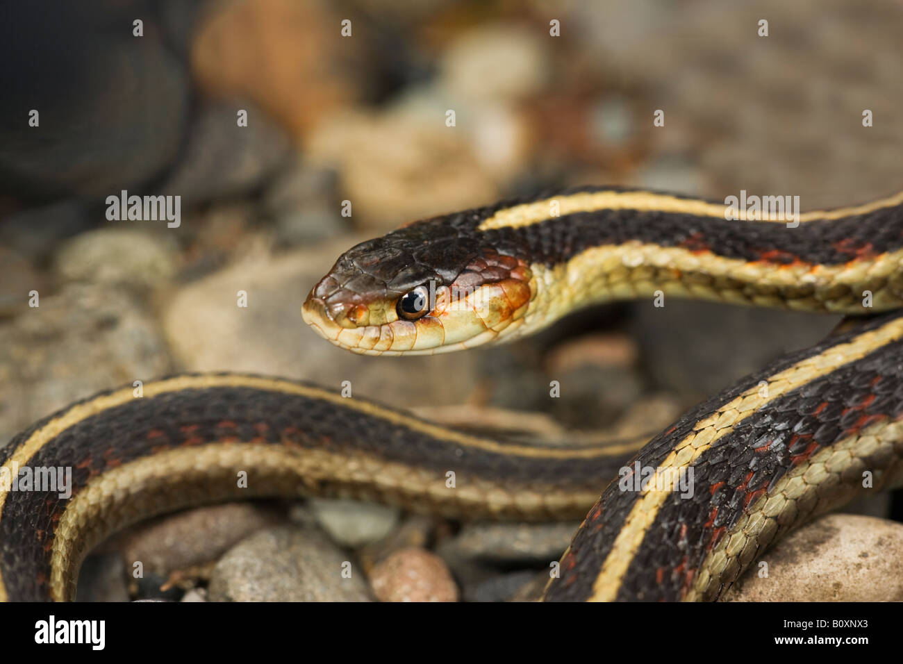 Strumpfband Schlangen Stockfotos und bilder Kaufen Alamy