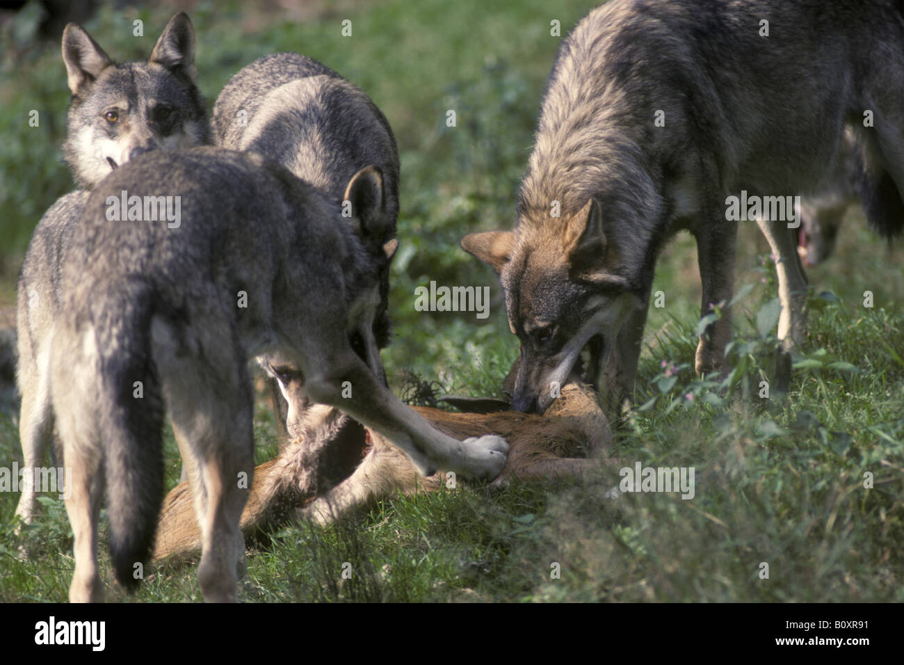 Wolf Wölfe Reh Essen Canis Lupus Lupo Lupi Che Mangiano Capriolo Prato ...