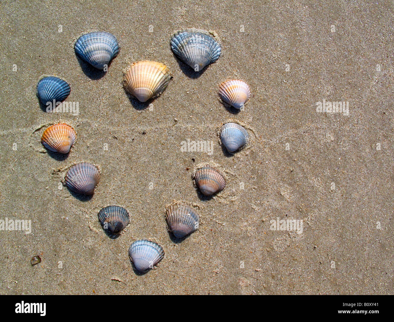 gemeinsamen Herzmuschel, gemeinsame europäische Herzmuschel, essbare Herzmuschel (Cerastoderma Edule, Cardium Edule), Herzen von Muscheln am Strand, Deutsch Stockfoto