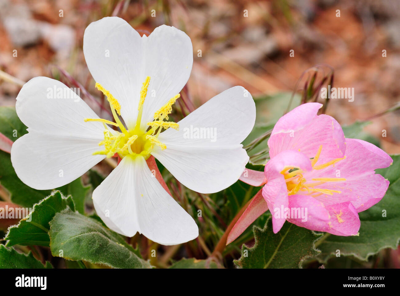 Pale Abend Primrose Arches-Nationalpark Stockfoto