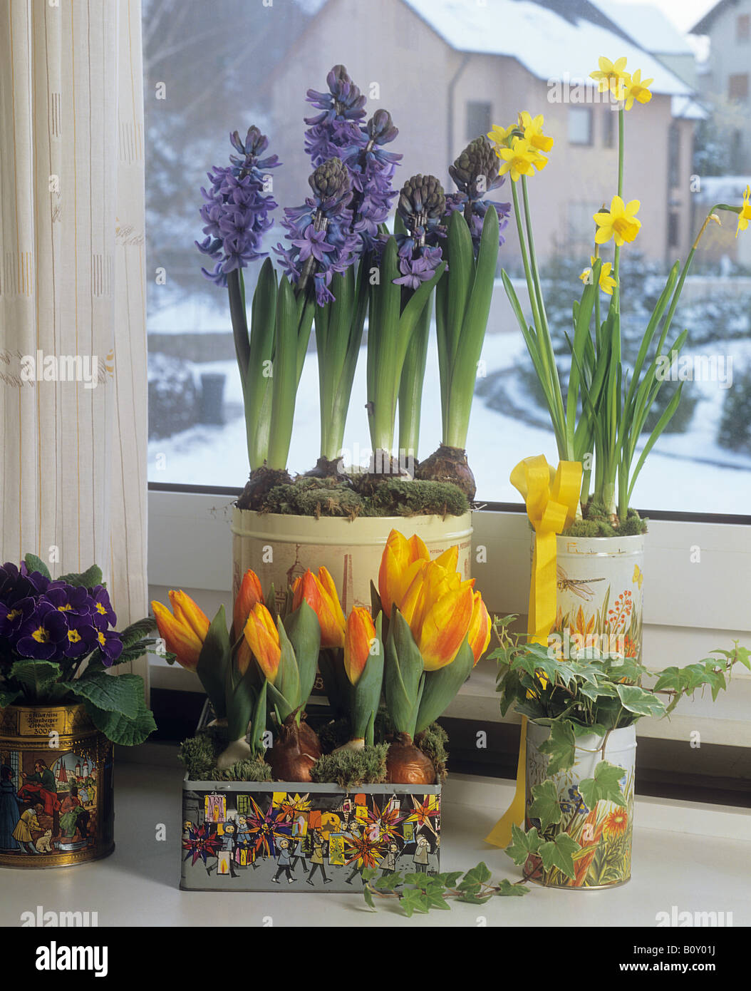 Tulpen, Narzissen, Primeln und Hyazinthen auf Fensterbank