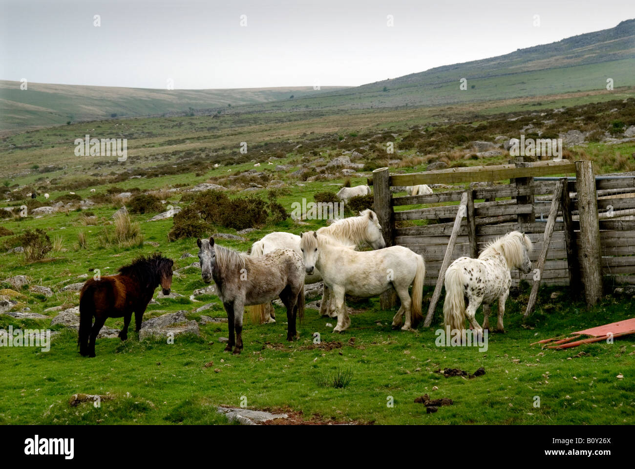 Wilden Dartmoor Hill Ponys auf Dartmoor Devon England 2008 Stockfoto