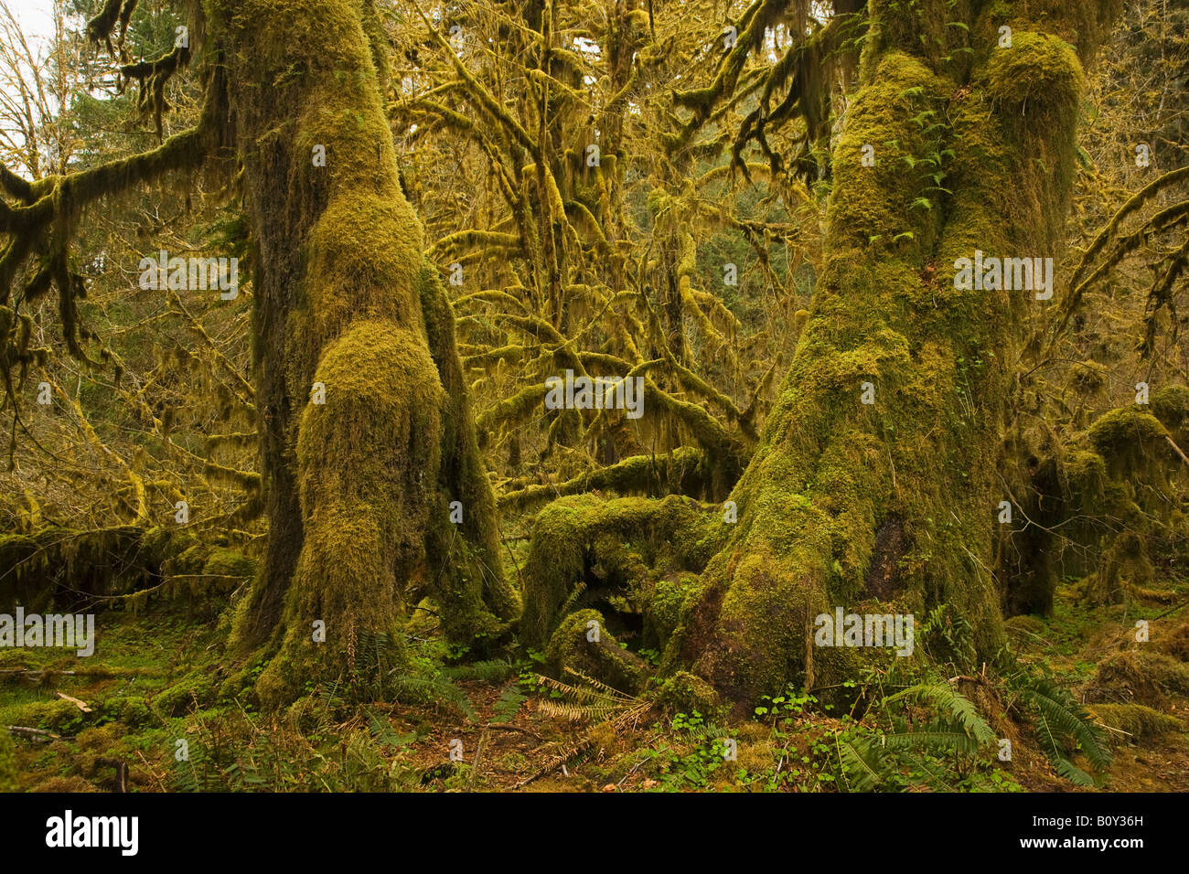 Hoh Regenwald Olympic Nationalpark Washington Vereinigte Staaten Stockfoto