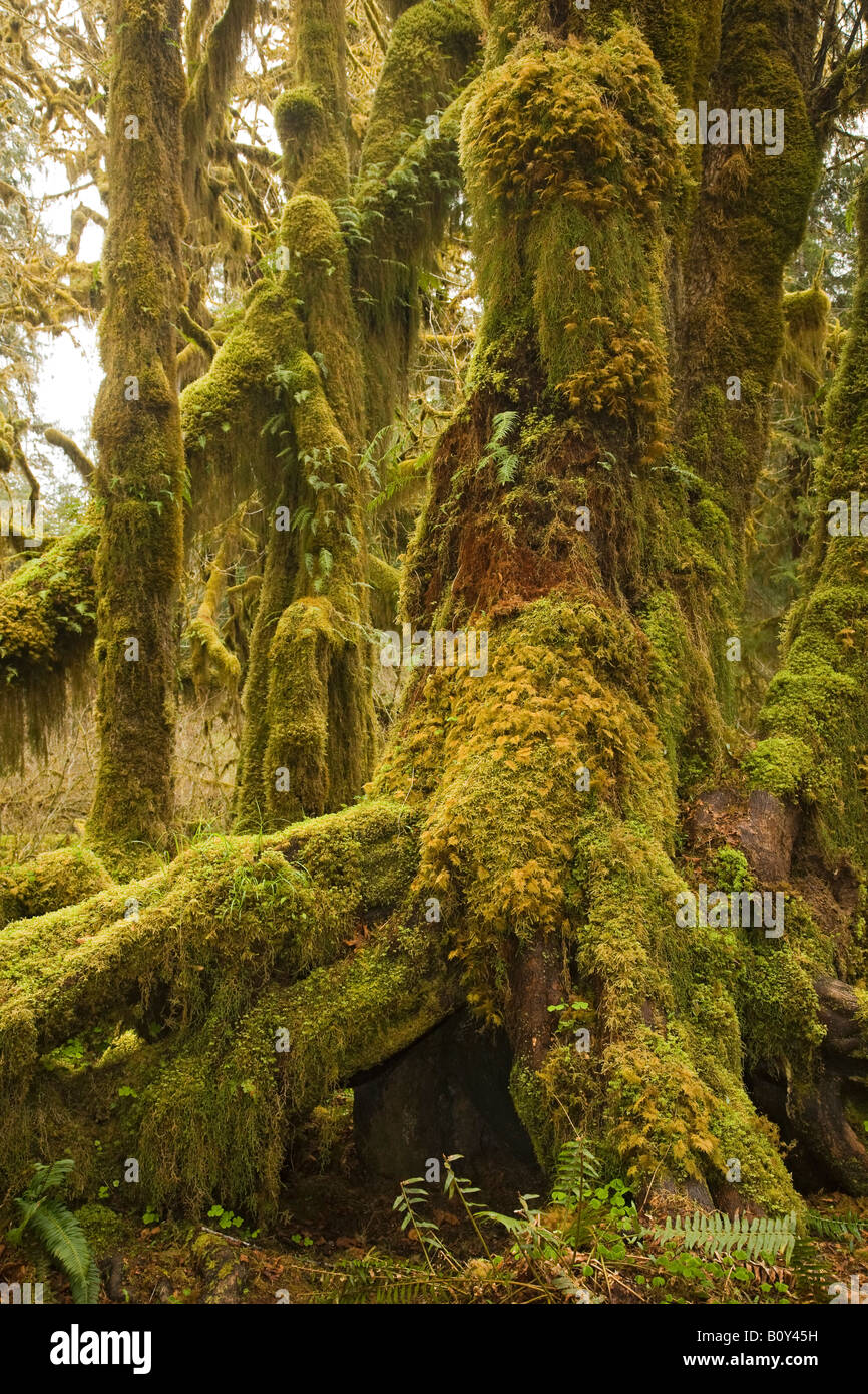 Hoh Regenwald, Olympic Nationalpark Washington-USA Stockfoto