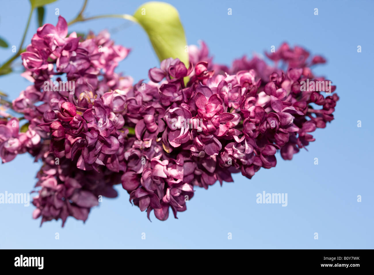 Gemeinsamen Flieder (Syringa Vulgaris) Stockfoto