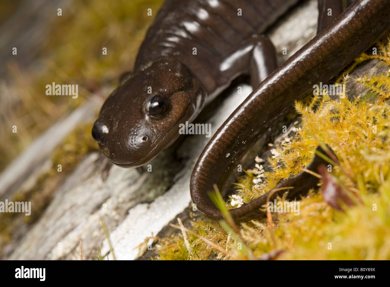 Nordwestlichen Salamander Z.B. grazile Kalifornien Vereinigte Staaten Stockfoto