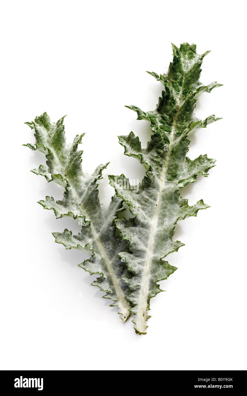 Artischocke Blatt Stockfoto