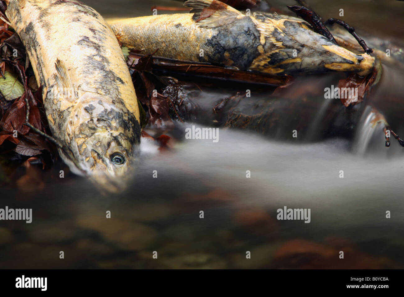 Tote Lachse am Fluss nach dem Laichen Stockfoto