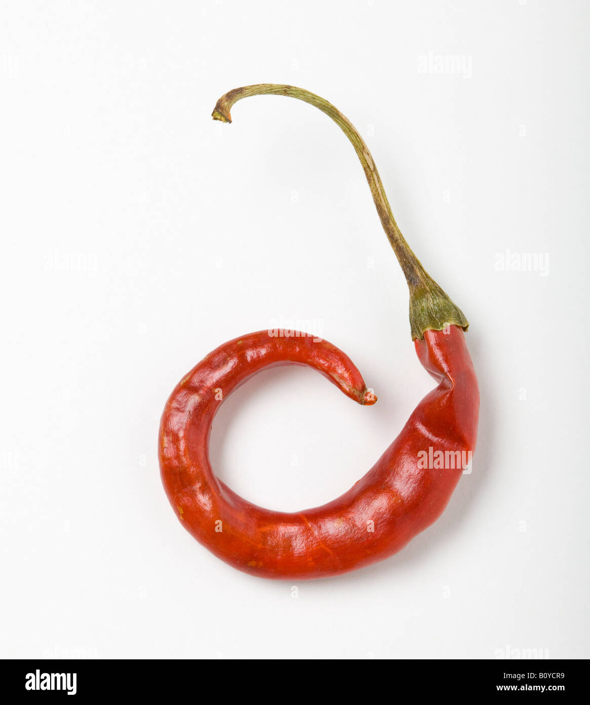 Chili-Arbol Stockfoto