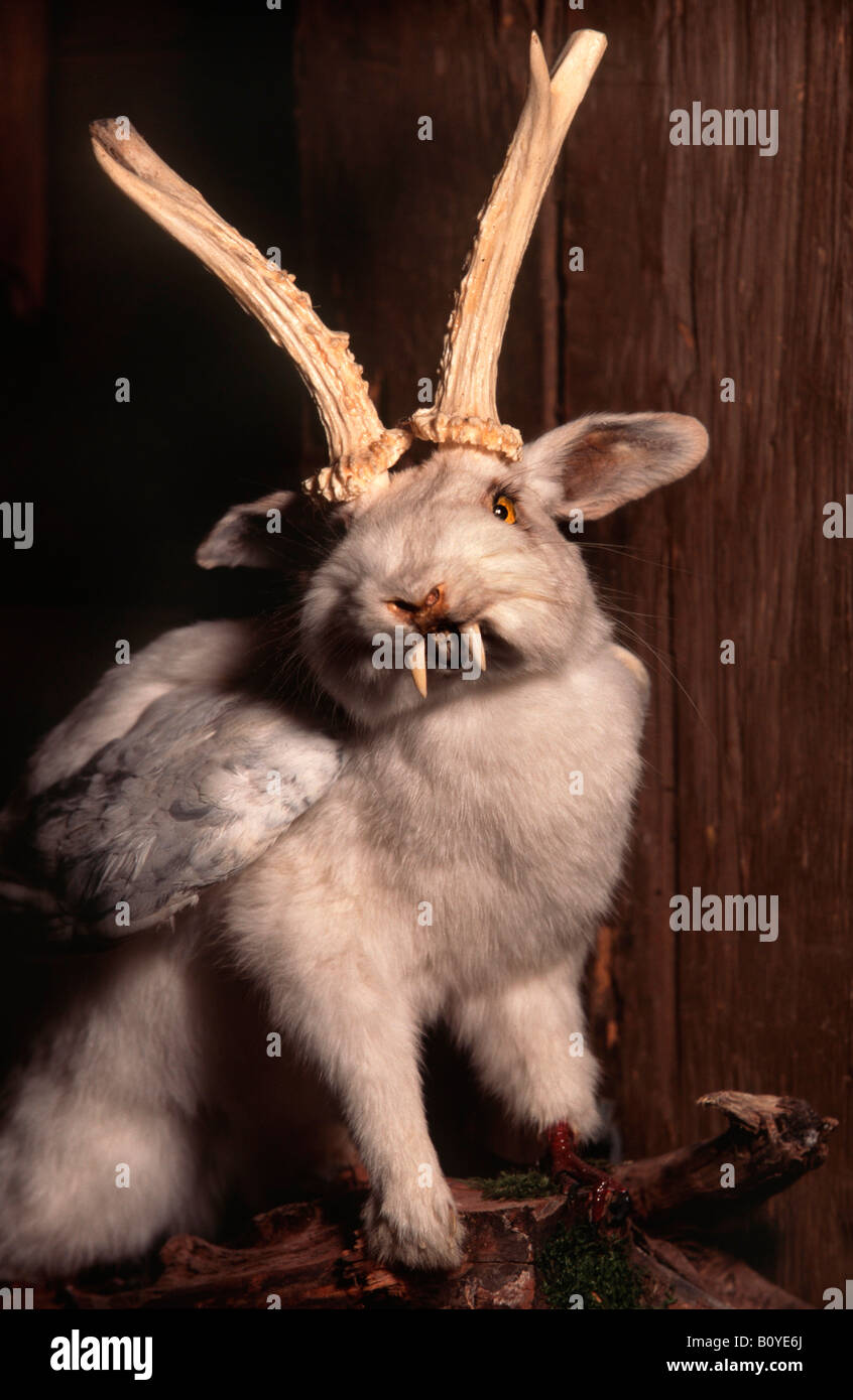 Wolpertinger, Bayerisches Fabeltier, Deutschland Stockfoto