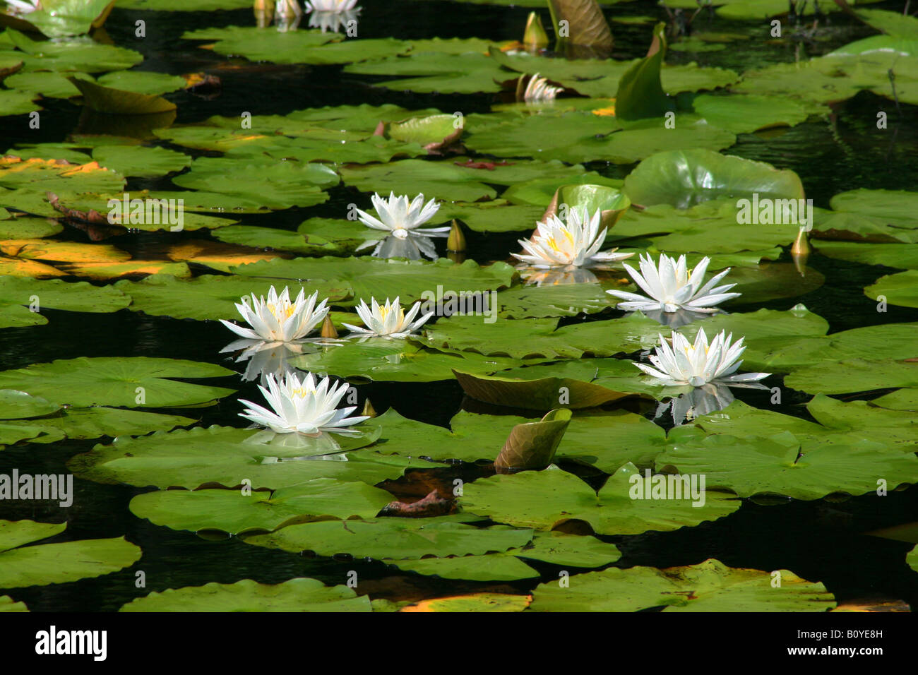 Duftende White Water Lily Nymphaea Odorata Nordamerika Stockfoto