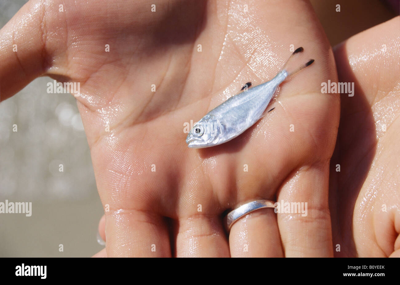 Person, die einen kleinen Fisch in den Händen halten Stockfoto