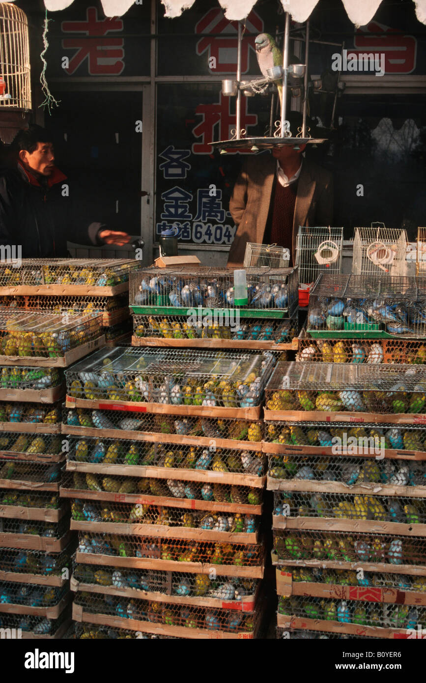 Wellensittich, Wellensittich, Wellensittich (Melopsittacus Undulatus), Massen von Wellensittichen in Käfigen im Markt China, Beijing Stockfoto