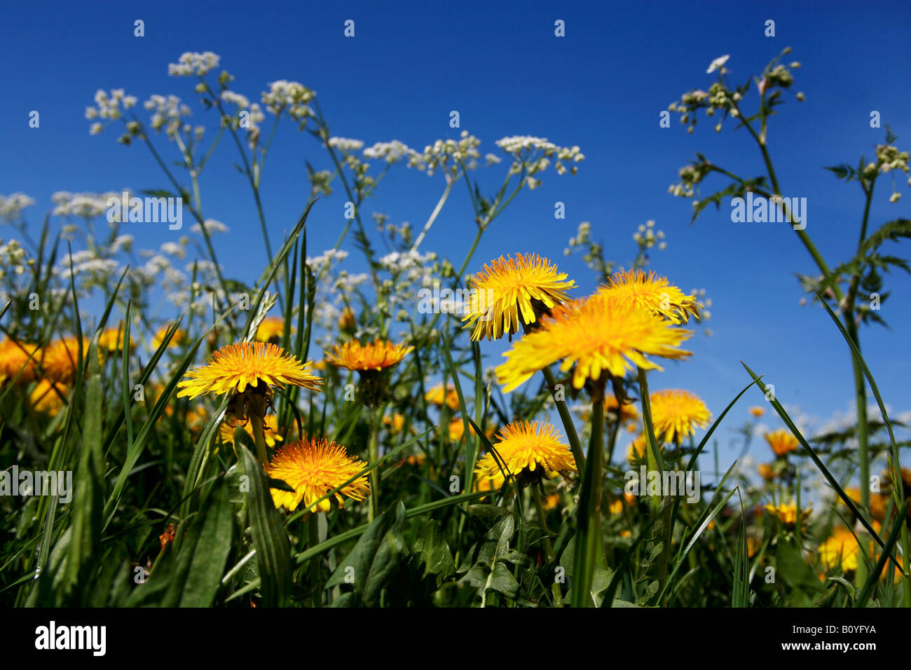 Löwenzahn (Taraxacum) Erblüh Stockfoto