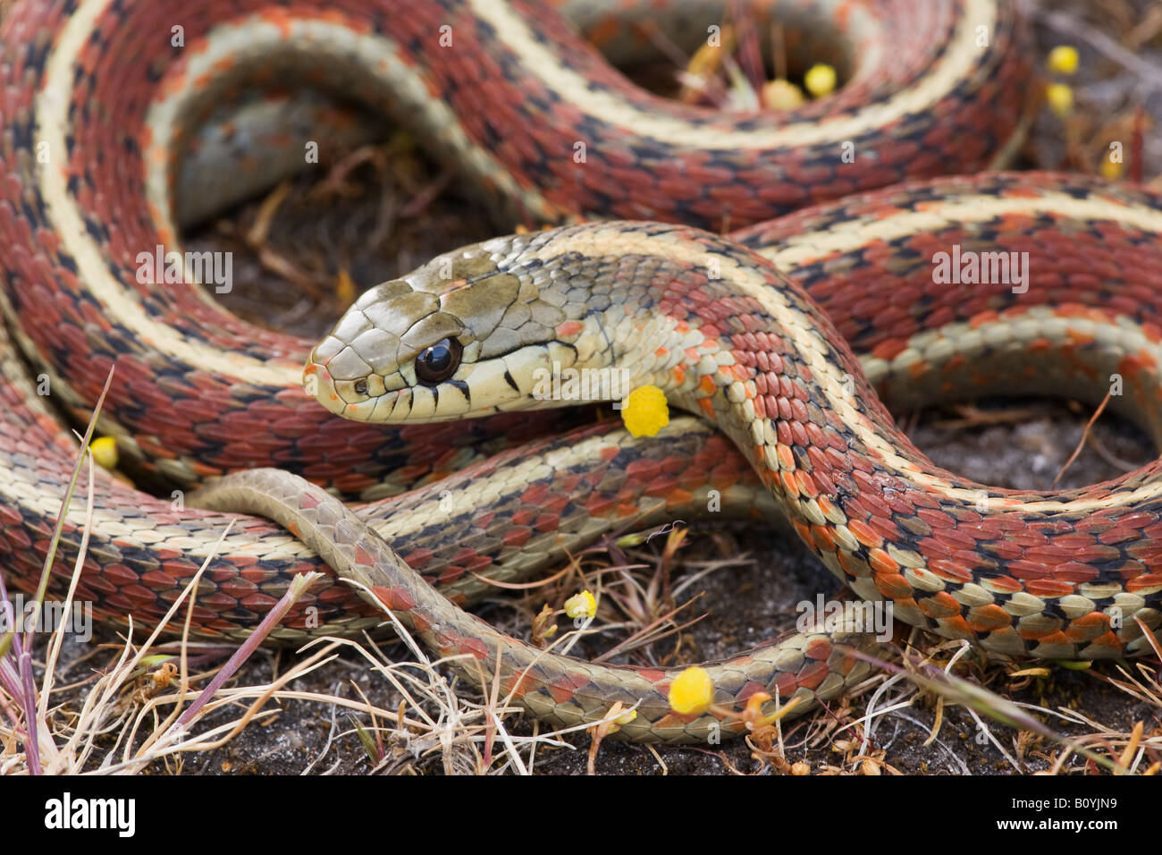 Küste Garter Snake Thamnophis Elegans Terrestris Kalifornien Vereinigte Staaten Stockfoto