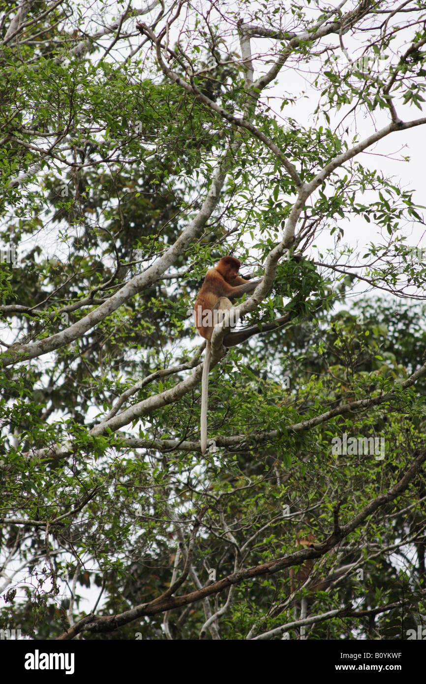 Weibliche Nasenaffe In Bäumen, Sukau, Sabah, Malaysia Borneo Stockfoto